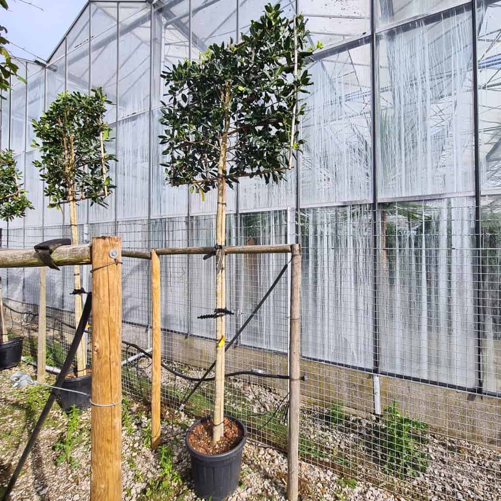 Ilex aquifolium 'Nellie R Stevens' <span class="hidden specialOffer"></span> 18-20 EHS